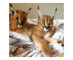 Well Tamed Exotics Kittens. (Ocelots, Caracals and F1 - F3 savannah and Serval)